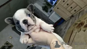 Additional photos: French bulldog puppies