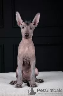 Photo №1. mexican hairless dog - for sale in the city of Osijek | negotiated | Announcement № 121650