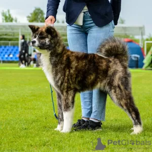 Photo №2 to announcement № 20400 for the sale of akita - buy in Belarus from nursery