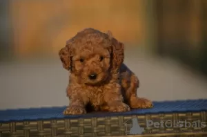 Additional photos: Mini Poodle, apricot color