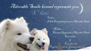 Additional photos: Samoyed puppies for sale