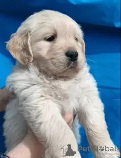 Photo №3. Golden Retriever puppies. Serbia