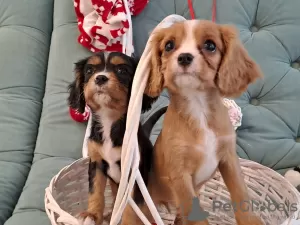 Additional photos: Excellent Cavalier King Charles puppies for reserve