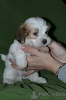 Additional photos: Havanese puppies