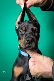 Additional photos: Doberman puppies