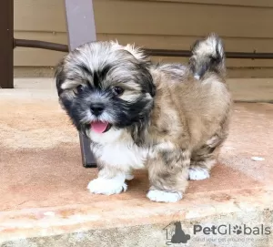 Photo №2 to announcement № 99908 for the sale of shih tzu - buy in Germany breeder