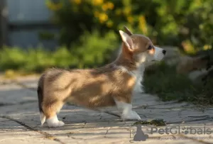 Additional photos: Welsh Corgi Pembroke puppies