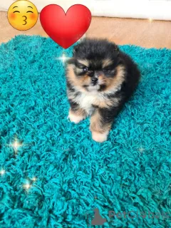 Photo №1. pomeranian - for sale in the city of Florida | 400$ | Announcement № 103338