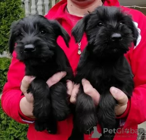 Photo №2 to announcement № 105950 for the sale of giant schnauzer - buy in Serbia 