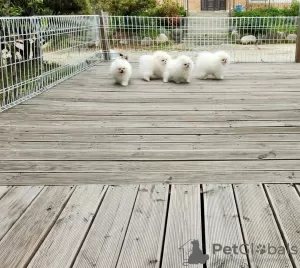 Additional photos: Mini Pomeranian Zwergspitz weiß - creme Welpen aus Deutscher Zucht