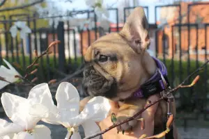 Photo №3. French bulldog for sale. United States