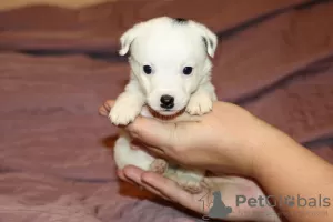 Additional photos: Jack Russell Terrier puppies