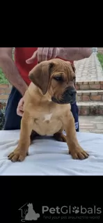 Additional photos: South African Mastiff - Boerboel