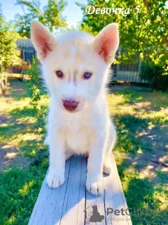 Additional photos: Children Siberian husky