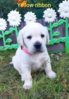 Photo №4. I will sell labrador retriever in the city of Syktyvkar. private announcement - price - 476$