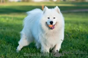 Additional photos: It is proposed to mate a Samoyed male.