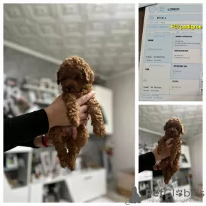 Additional photos: Dark red poodle with FCI pedigree