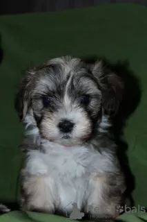 Photo №4. I will sell havanese dog in the city of Москва. from nursery - price - negotiated