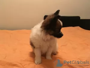 Photo №3. Papillon puppies. Russian Federation