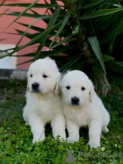 Photo №3. Golden retriever puppies. Montenegro