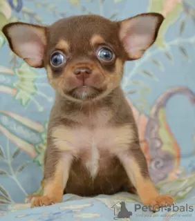 Photo №2 to announcement № 110792 for the sale of chihuahua - buy in Russian Federation private announcement