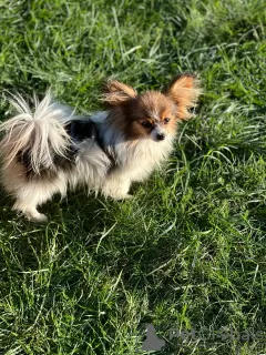 Photo №2 to announcement № 77363 for the sale of papillon dog - buy in Belarus private announcement