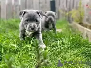 Photo №1. staffordshire bull terrier - for sale in the city of London Borough of Hammersmith and Fulham | 454$ | Announcement № 13493