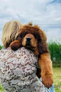 Additional photos: Tibetan Mastiff puppies