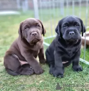 Photo №3. Labrador retriever puppies. Germany