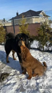 Additional photos: Tibetan mastiff puppies