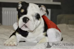 Additional photos: English bulldog puppies