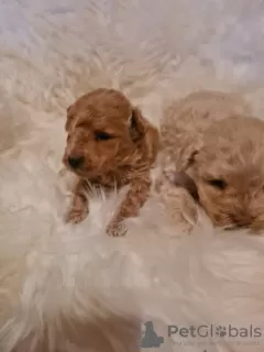 Photo №3. Maltipoo puppies. Serbia