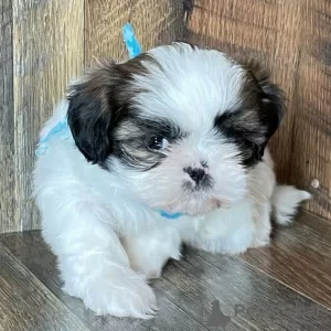 Photo №3. Shih Tzu dog for sale.. Russian Federation