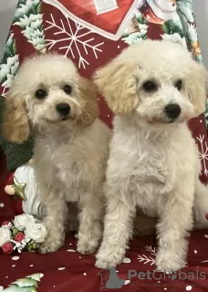 Photo №2 to announcement № 127851 for the sale of poodle (toy) - buy in Serbia breeder