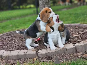 Additional photos: Beagle puppies for adoption