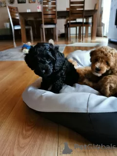 Additional photos: miniature poodle cute puppies