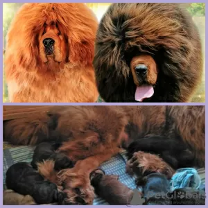 Photo №1. tibetan mastiff - for sale in the city of Kaluga | negotiated | Announcement № 8716