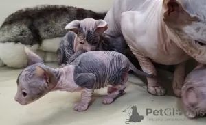 Additional photos: Kittens Don Sphynx gum