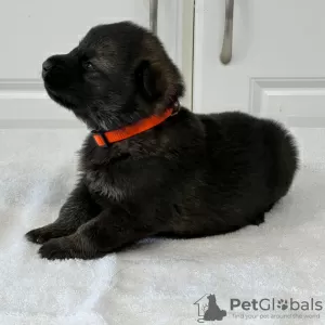 Photo №1. german shepherd - for sale in the city of Cali | 200$ | Announcement № 45707