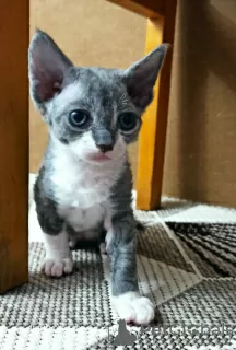 Additional photos: Devon Rex kittens for sale.