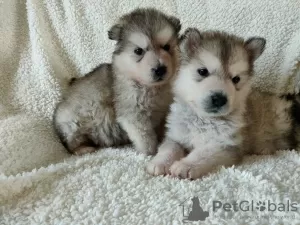 Photo №1. alaskan malamute - for sale in the city of Берлинген | 312$ | Announcement № 30188