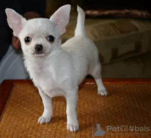 Photo №2 to announcement № 98430 for the sale of chihuahua - buy in Germany 