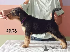 Photo №3. Airedale Terrier puppies READY FOR COLLECTION - ZKwP / FCI. Poland