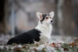 Additional photos: Girl Welsh Corgi Pembroke