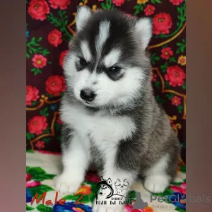 Photo №3. Siberian Husky puppies. Russian Federation