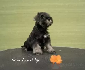 Additional photos: Beautiful miniature schnauzer puppies FCI