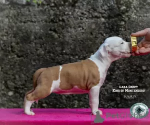 Photo №2 to announcement № 78561 for the sale of american staffordshire terrier - buy in Montenegro breeder