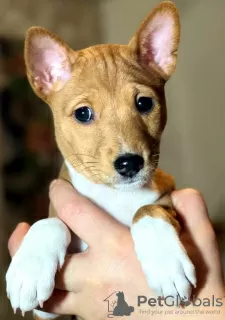 Additional photos: Basenji puppies. African non-barking dog.