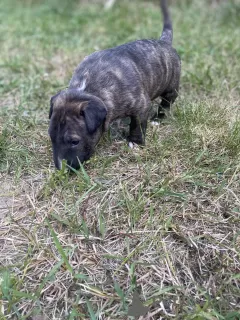 Additional photos: Bull terrier bull terrier standard FCI male/female