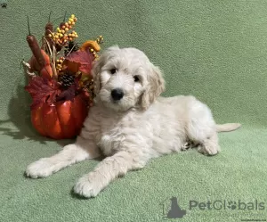 Photo №3. Goldendoodle F1B Puppies. Ireland